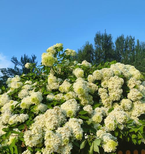 蝶舞花的花语代表了什么？