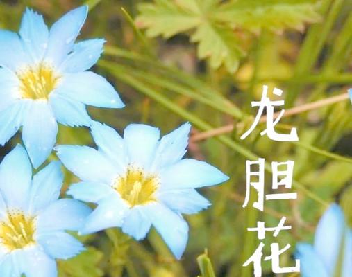 适合赠自己的花语是什么？哪种花鼓励自爱和自我肯定？
