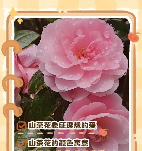哪种花的花语象征着悲伤？
