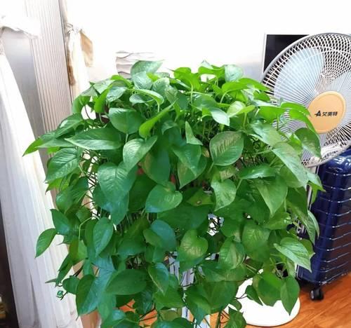 秋天家里适合养哪些花卉？如何选择适合秋季的植物？