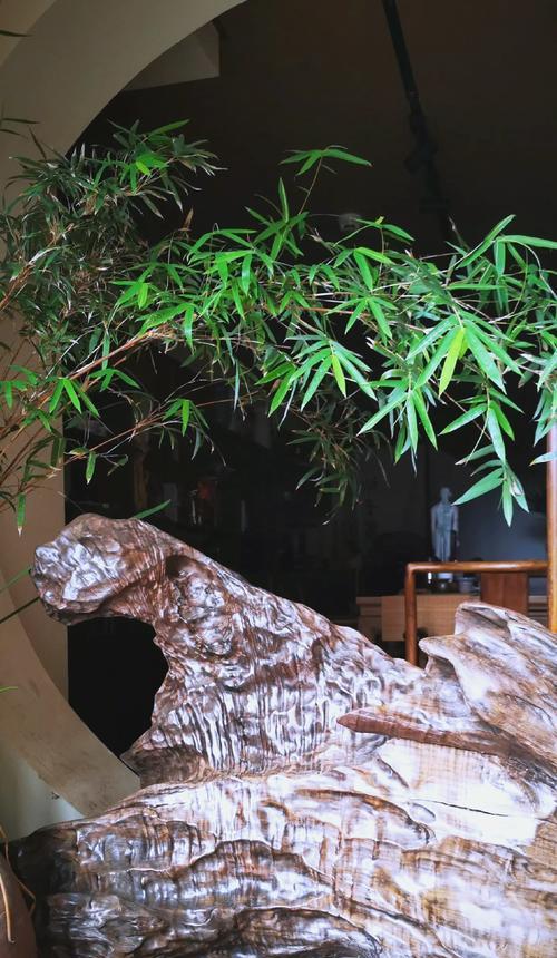 绿豹花语寓意何在？它象征着什么？