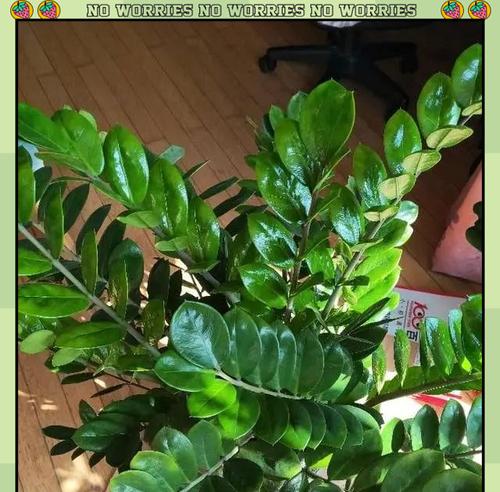 绿豹花语寓意何在？它象征着什么？