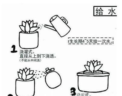 家庭种植植物的基本步骤和技巧是什么？