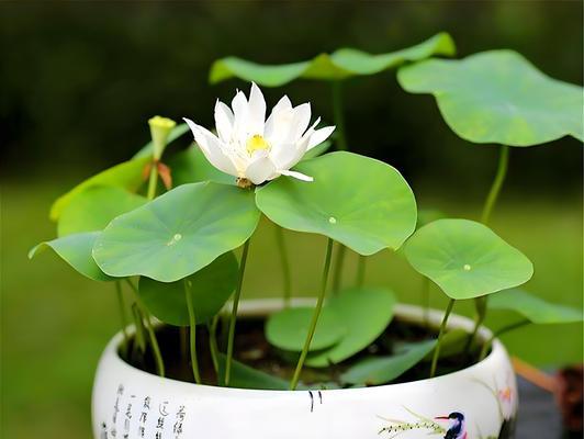 家庭种植植物的基本步骤和技巧是什么？