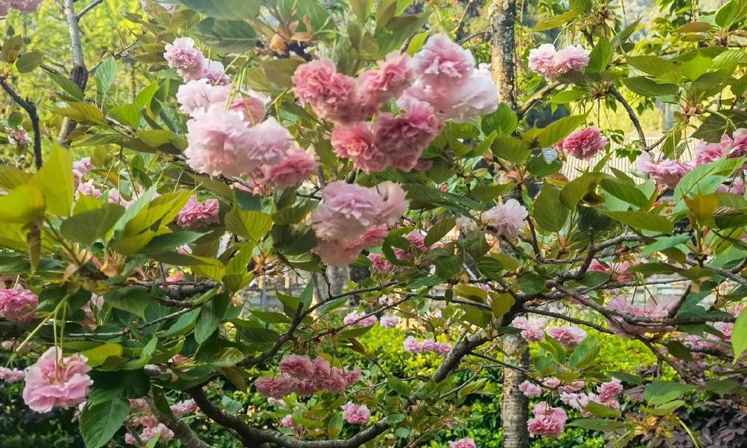 昆明市市花有哪些特点？昆明市花的象征意义是什么？