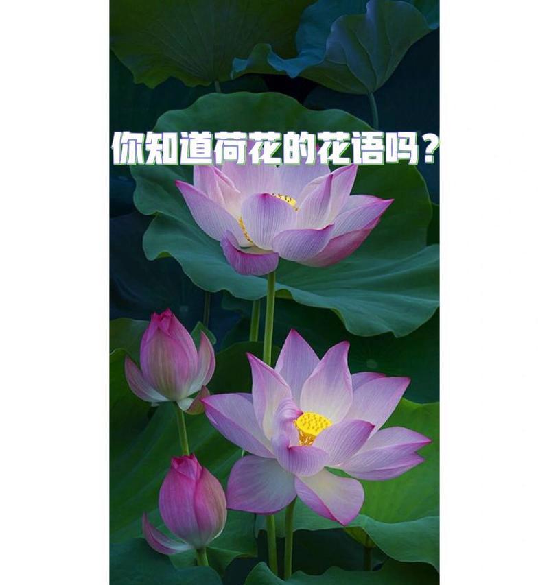 长荷花的花语有何不同？