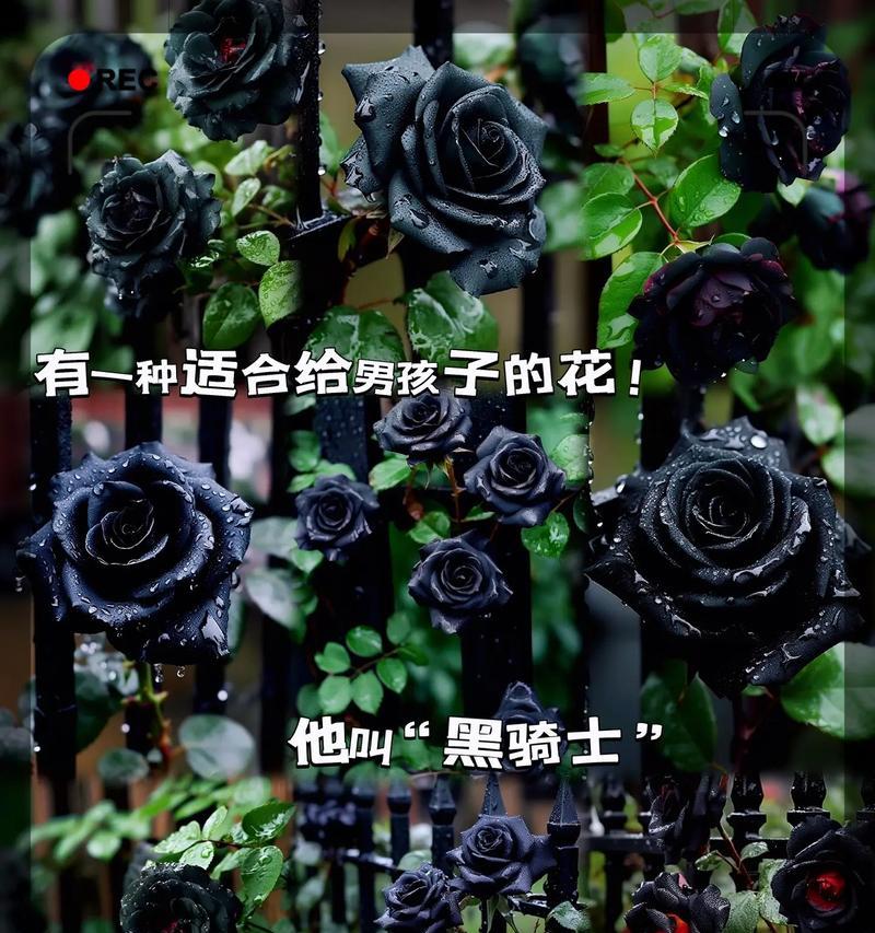 玫瑰花骑士象征着什么？