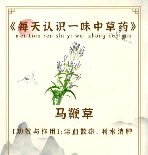 马甲草的花语代表了什么？