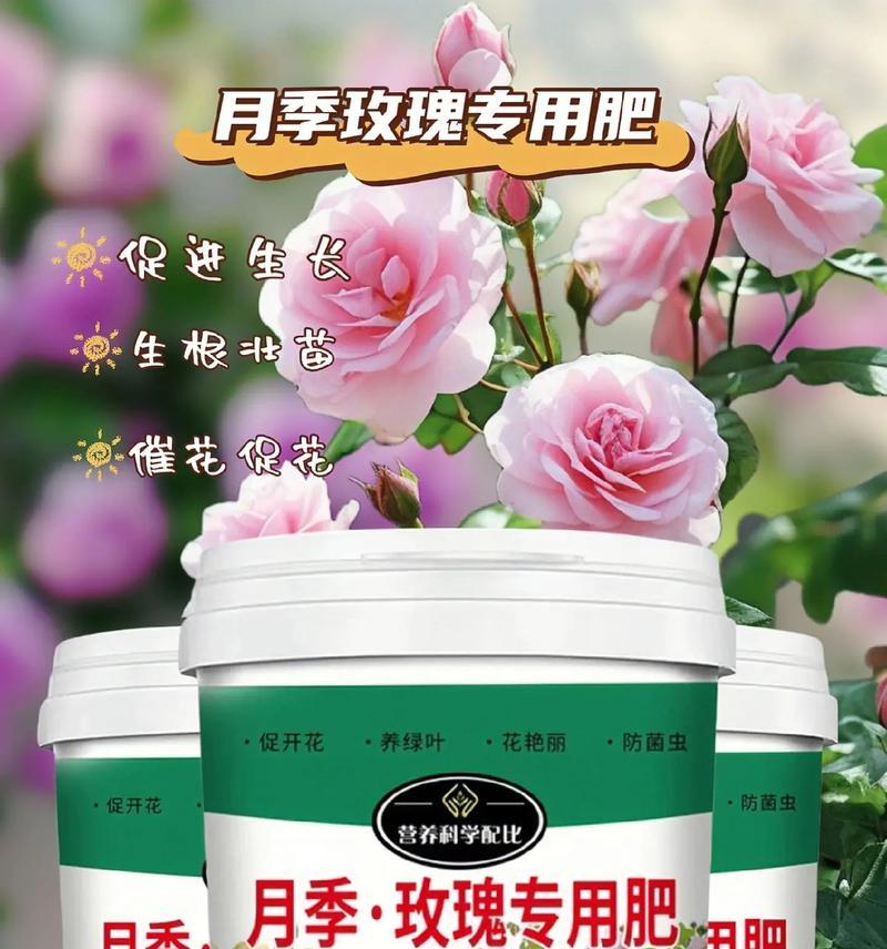 玫瑰花叶面肥料的正确使用方法是什么？