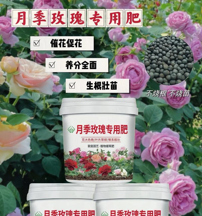 玫瑰花叶面肥料的正确使用方法是什么？