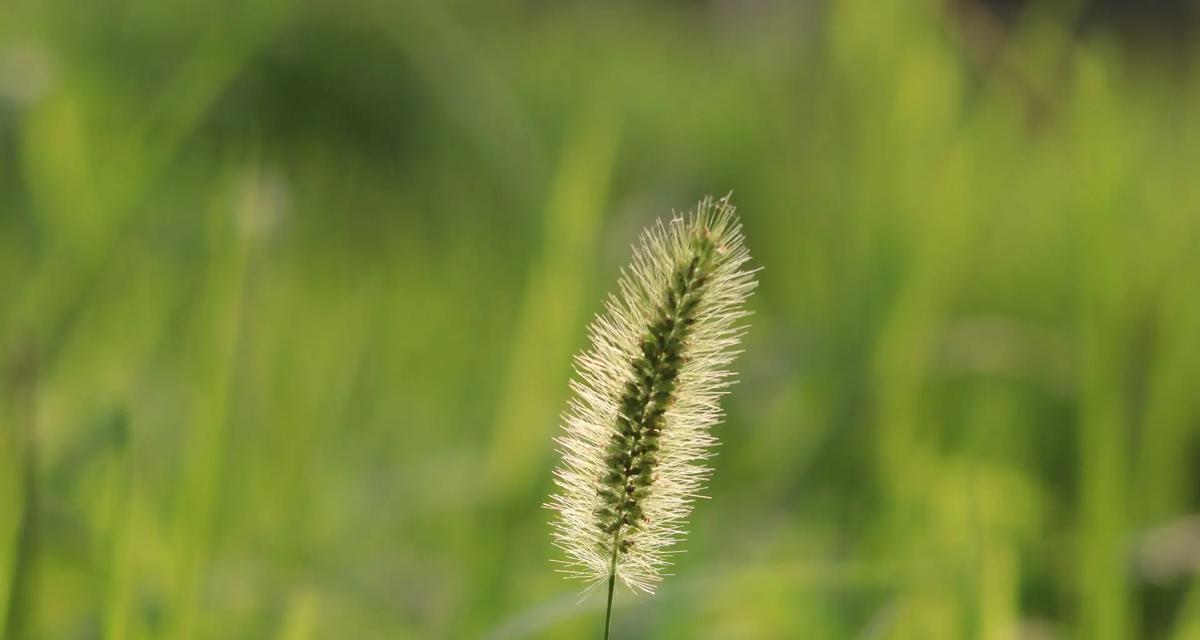 马甲草的花语代表了什么？