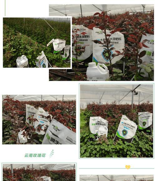 玫瑰花叶面肥料的正确使用方法是什么？
