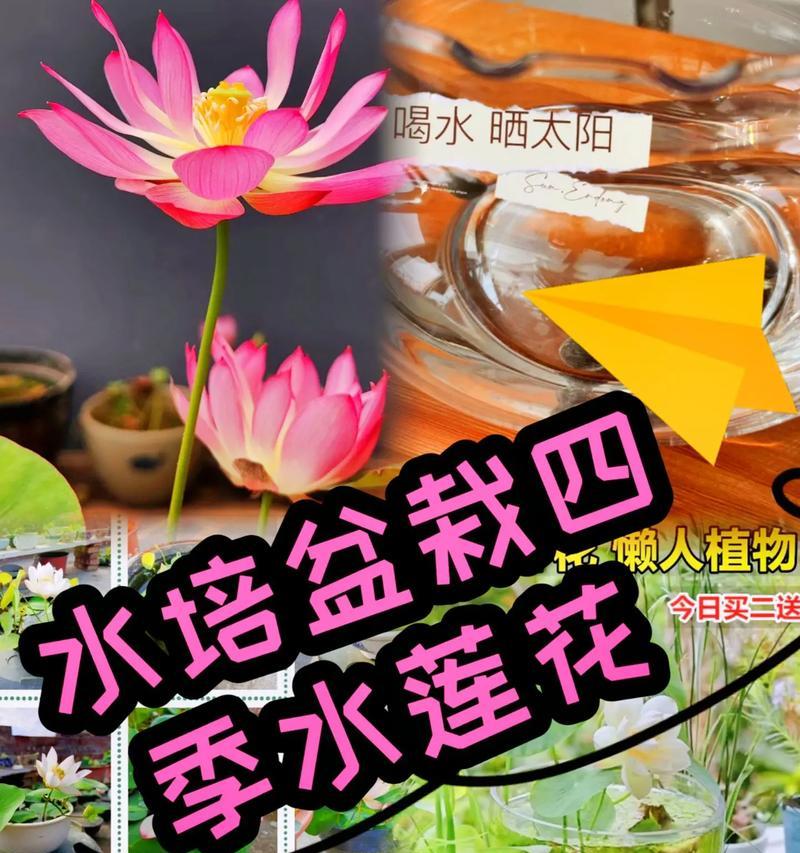 水莲花盆栽水培需要注意什么？水土深度如何控制？
