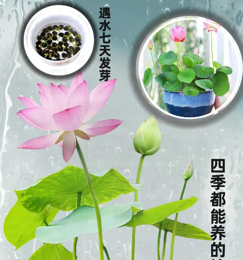 水莲花盆栽水培需要注意什么？水土深度如何控制？