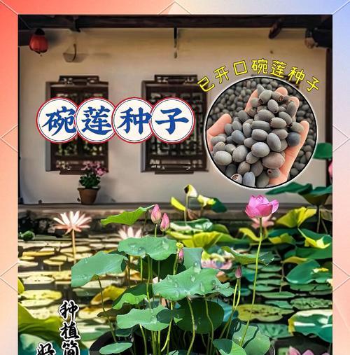 水莲花盆栽水培需要注意什么？水土深度如何控制？