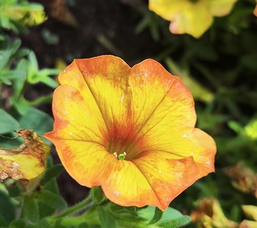 扭扭花的花语有何寓意？这种花语背后的故事是什么？