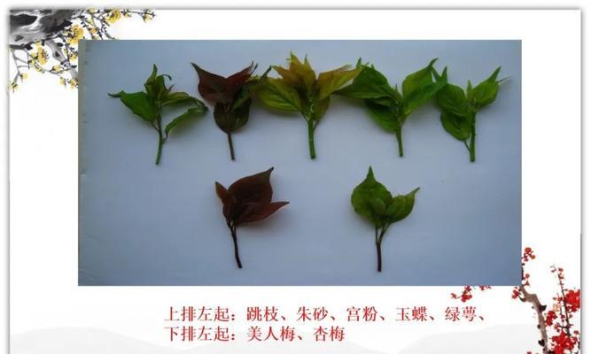梅花的叶子有哪些特征？如何辨认梅花的叶子？