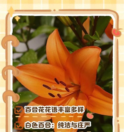 扭扭花的花语有何寓意？这种花语背后的故事是什么？