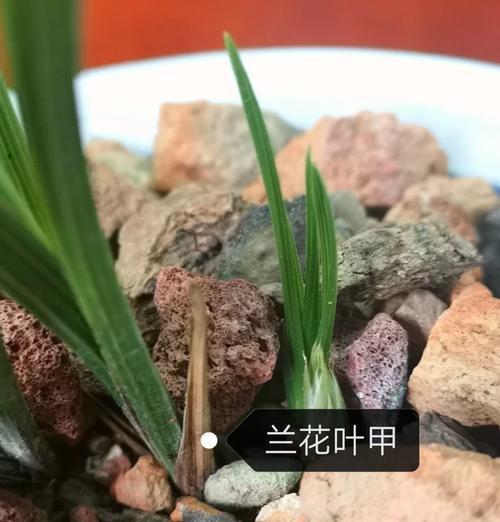 兰花叶片发黄的原因和解决措施是什么？