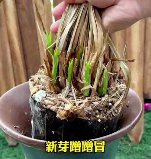 兰花叶片发黄的原因和解决措施是什么？