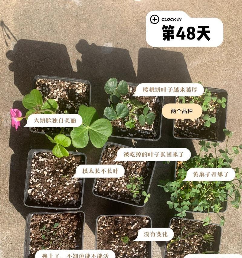 酢浆草的最佳种植时间是什么时候？
