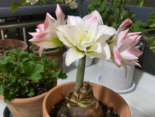 朱顶红种植应该选择哪种土壤？土壤对朱顶红生长有何影响？