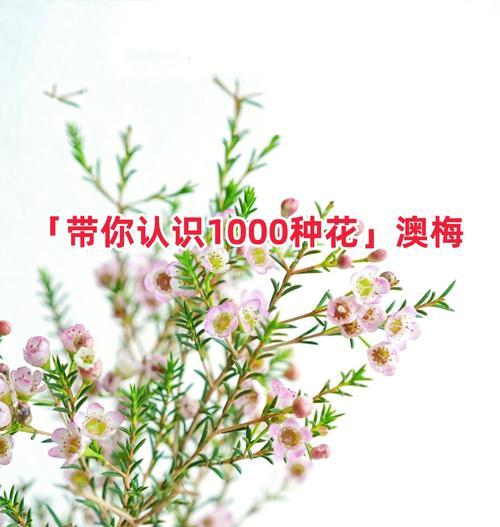 蜡梅的花语含义和象征是什么？这种花代表了什么？