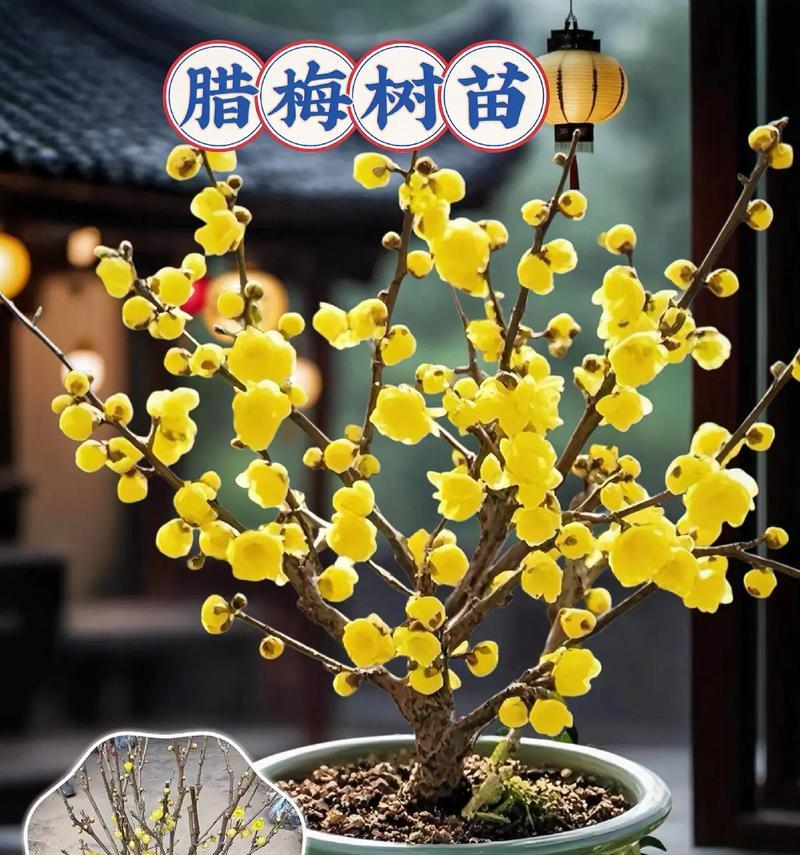 蜡梅的花语含义和象征是什么？这种花代表了什么？