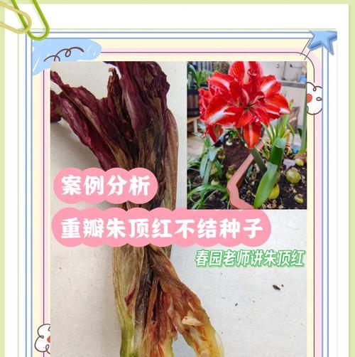 朱顶红种植应该选择哪种土壤？土壤对朱顶红生长有何影响？