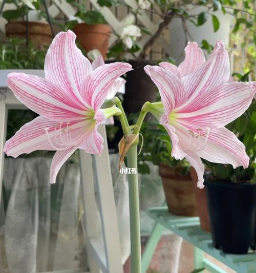 朱顶红种植应该选择哪种土壤？土壤对朱顶红生长有何影响？