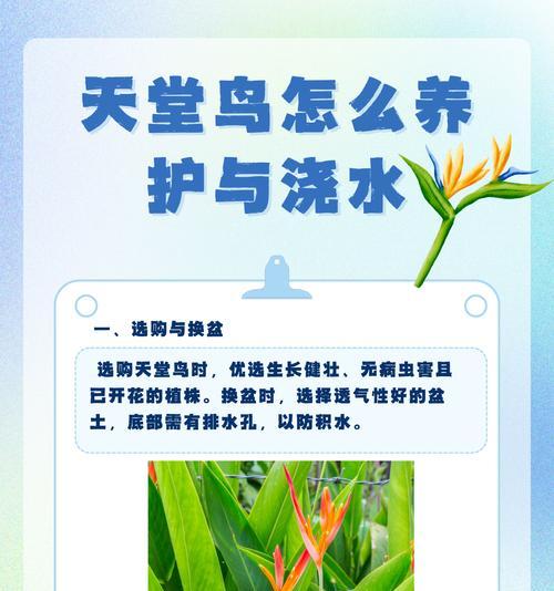 鸟巢花叶子发黄是什么原因？如何有效处理？