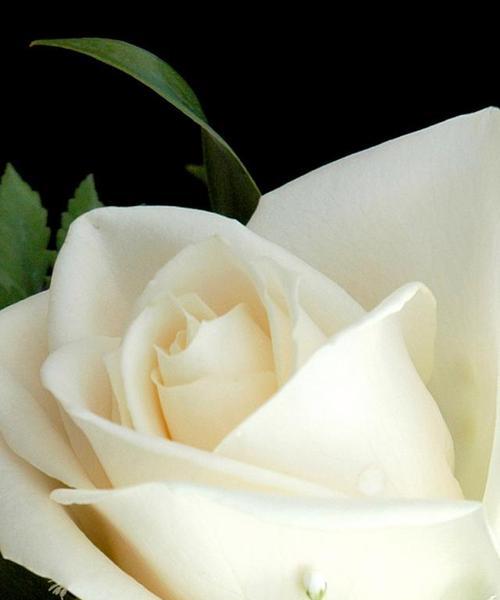 白玫瑰的花语是什么？它在花语中代表什么情感？