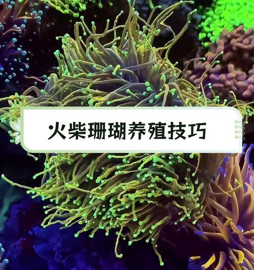 炮仗花珊瑚的养殖技巧有哪些？