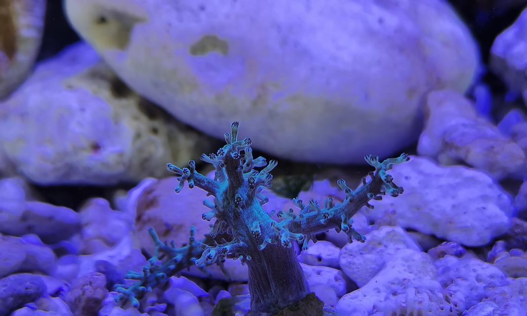 炮仗花珊瑚的养殖技巧有哪些？