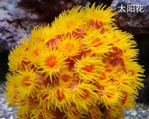 炮仗花珊瑚的养殖技巧有哪些？