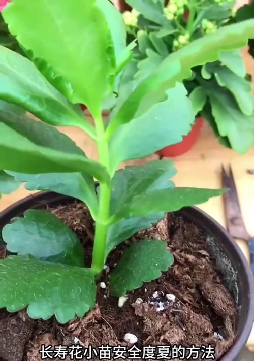 长寿花繁殖的简单方法是什么？如何确保繁殖的成功？
