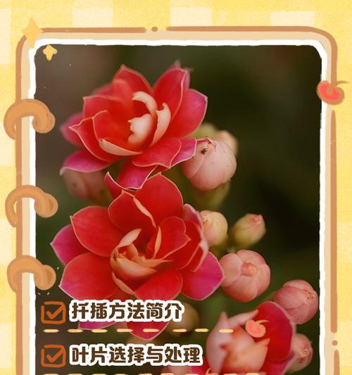 长寿花繁殖的简单方法是什么？如何确保繁殖的成功？