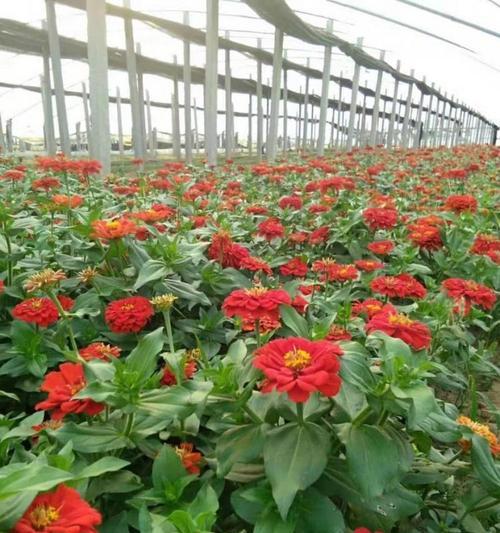 百日草的种植技巧是什么？如何确保百日草的生长和开花？