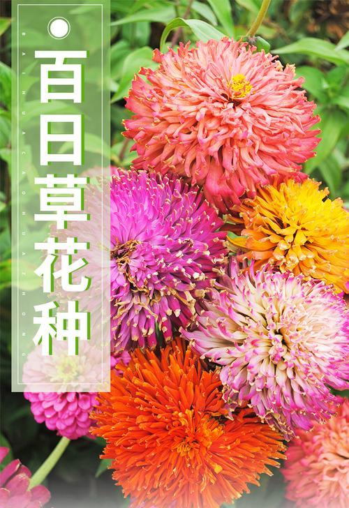 百日草的种植技巧是什么？如何确保百日草的生长和开花？