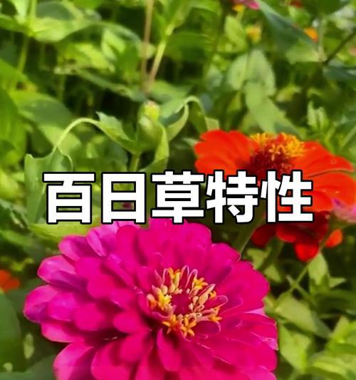 百日草的种植技巧是什么？如何确保百日草的生长和开花？