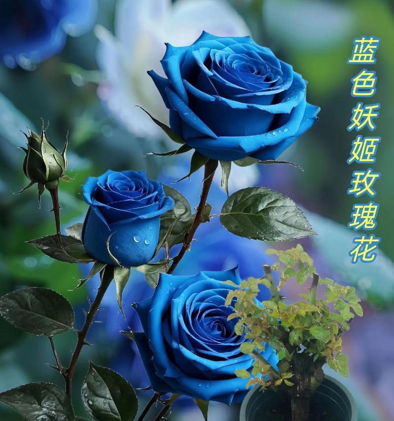 玫瑰蓝色花语是什么
