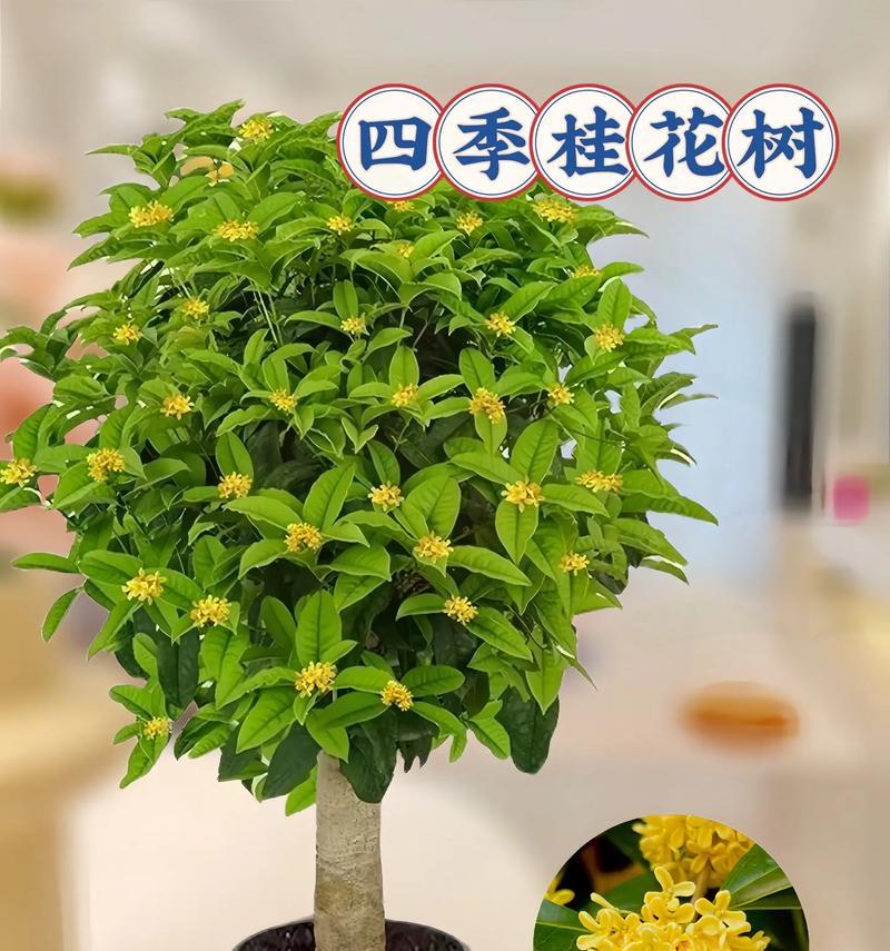 四季桂花的养护要点有哪些？