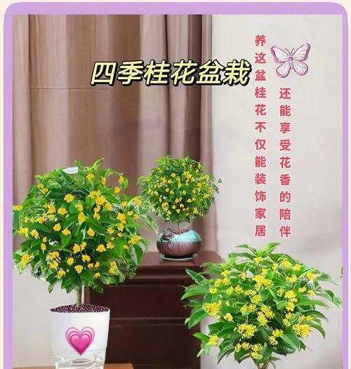 四季桂花的养护要点有哪些？