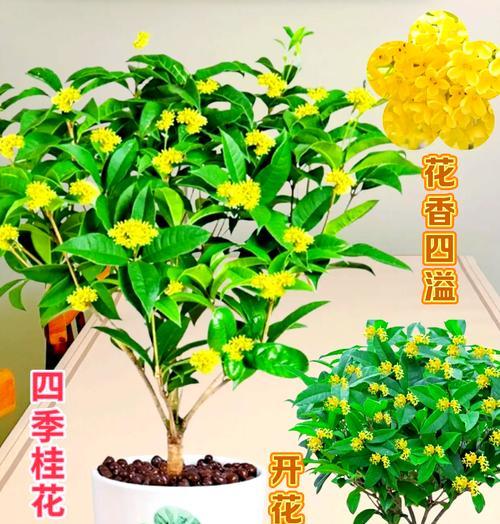四季桂花的养护要点有哪些？