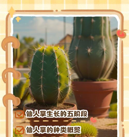 仙人掌的养殖方法是什么？如何保持其健康生长？