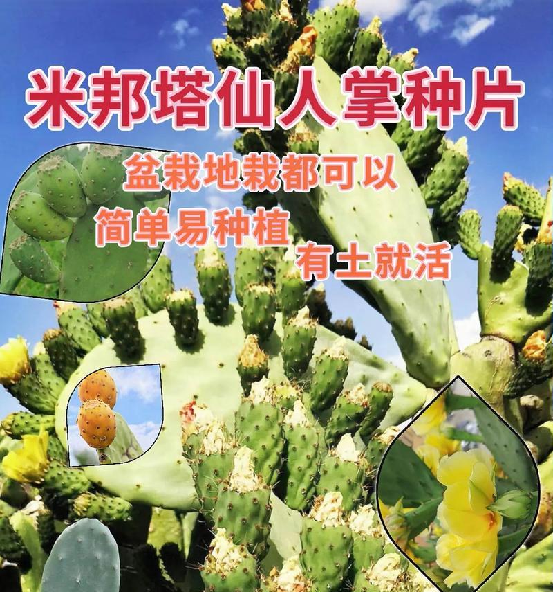 仙人掌的养殖方法是什么？如何保持其健康生长？