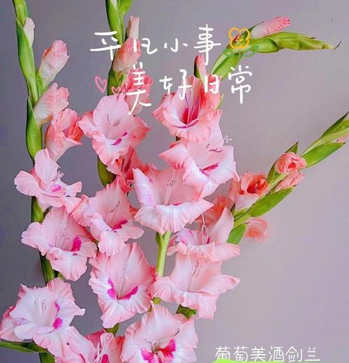 自由张扬个性的花语代表什么？这种花语有何深意？