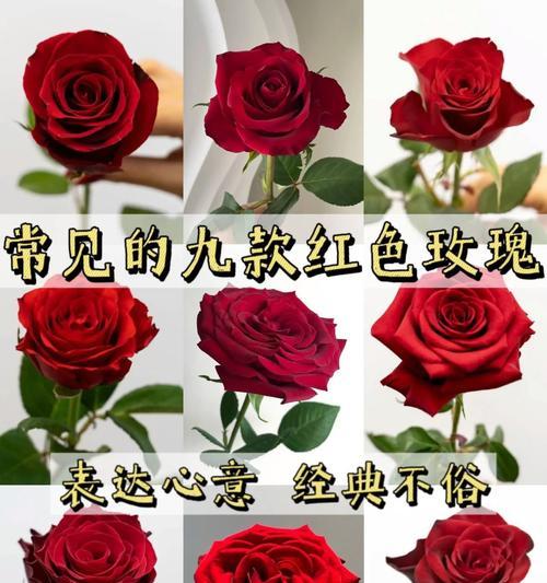 我爱你的花花语是什么？哪种花最能表达爱意？
