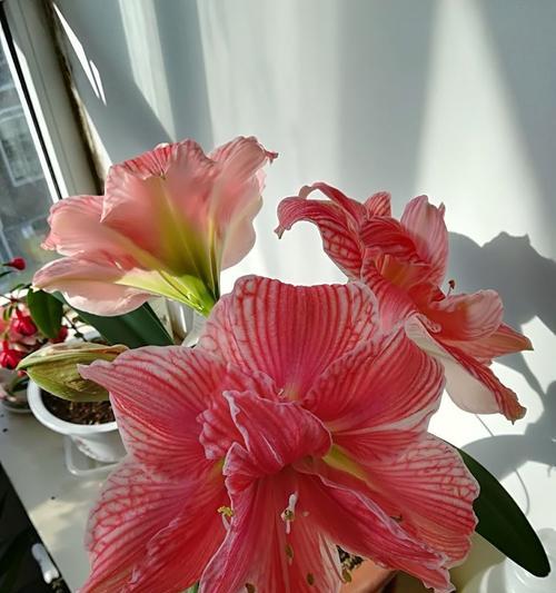 乔治公主的花语是什么？乔治公主花代表什么意思？