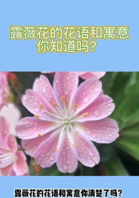 乔治公主的花语是什么？乔治公主花代表什么意思？